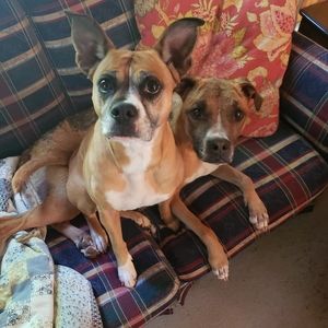 Pet-friendly seller!